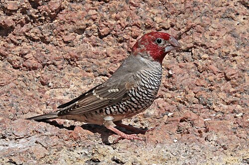 Red-headed finch Amadina erythrocephala ♂ Namibia