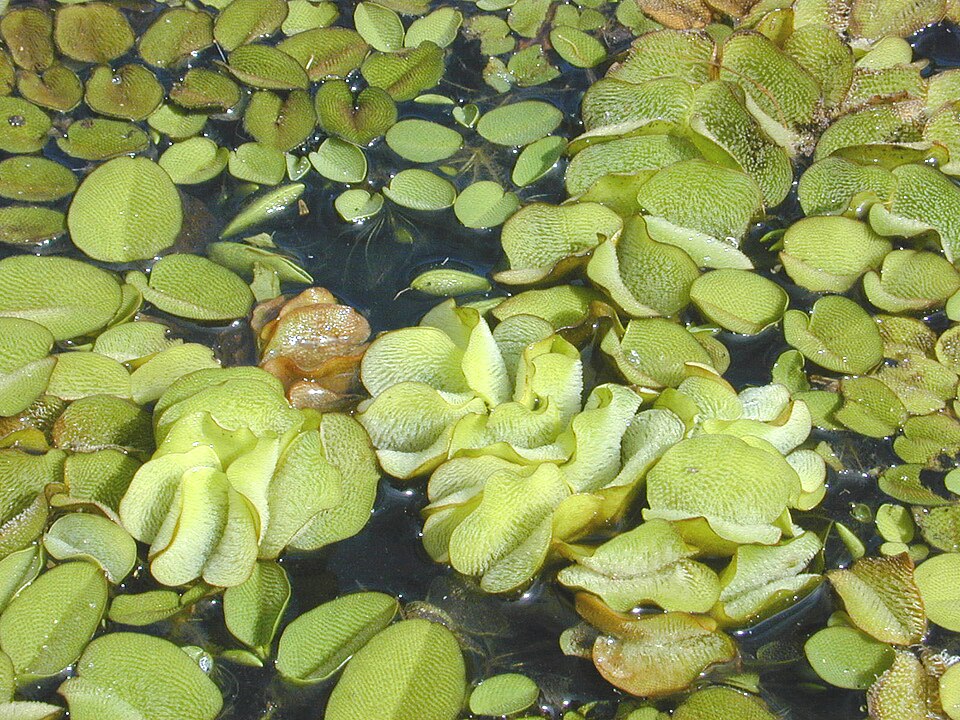 File:Salvinia molesta.jpg