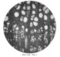 Ulmus (Ulminium) protoamericana