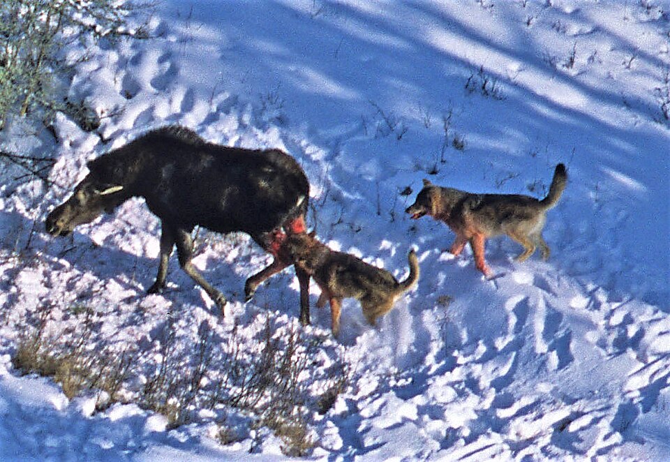 File:Wolves attack moose 2012-04-12 001 (cropped).jpg