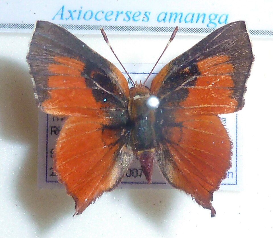 File:Axiocerses amanga, J Dobson, a.jpg