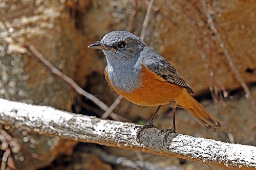 Benson's rock thrush Monticola sharpei bensoni Madagascar