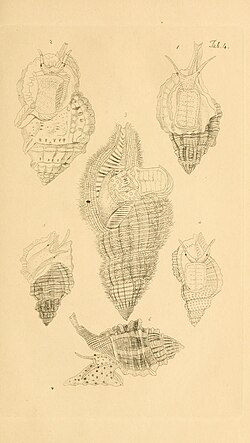Unidentified