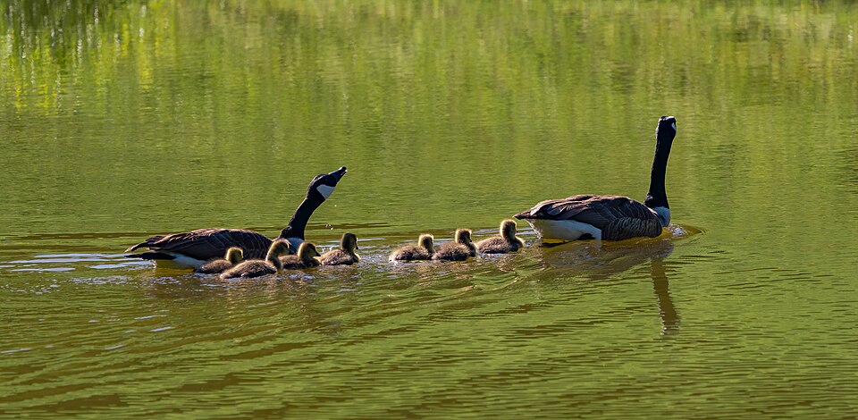 "Took my wife for an early evening Mother's Day stroll around Brookside Gardens. Much to her chagrin, I took my camera and a few lenses along..." Taken in Wheaton Regional Park in Silver Spring, Maryland, United States. Photo and caption by Flickr user John Brighenti.