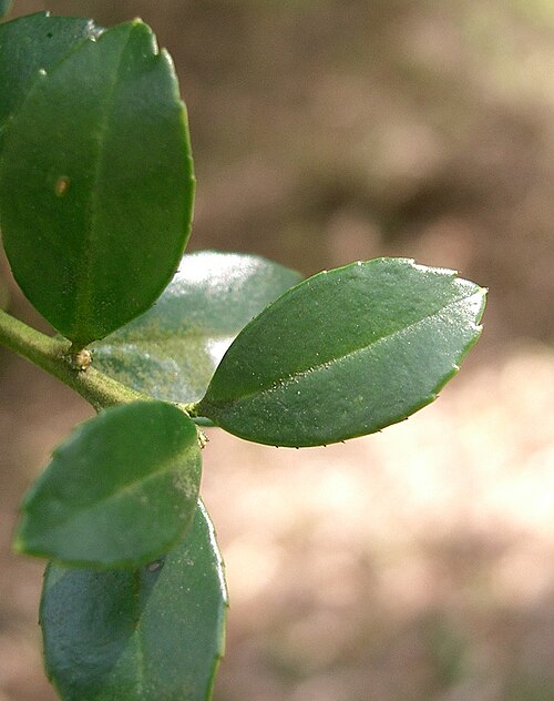 File:Ilex Crenata5.jpg