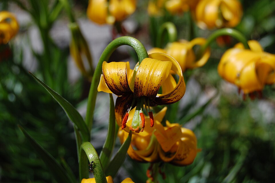 File:Lilium bosniacum - Blüte.JPG