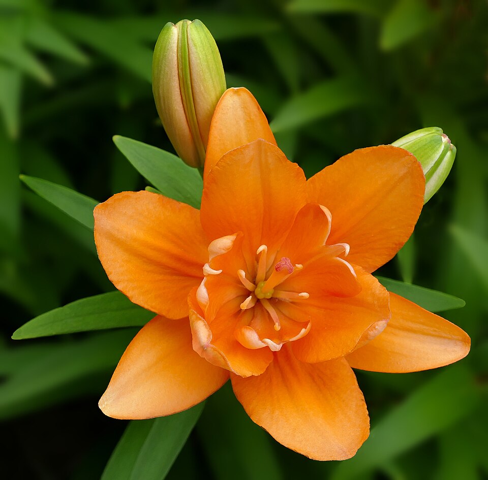 File:Lily -- Lilium 'Tiny Double You'.jpg