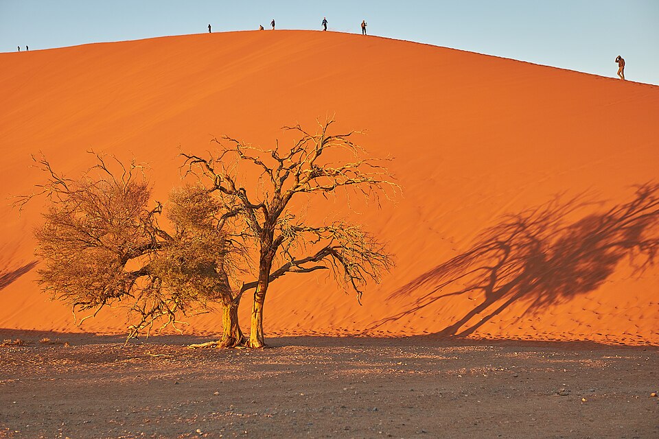 Lone tree in front of Dune 45 in Sossusvlei Namibia