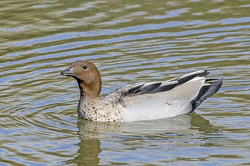 Maned duck Chenonetta jubata ♂ Australia