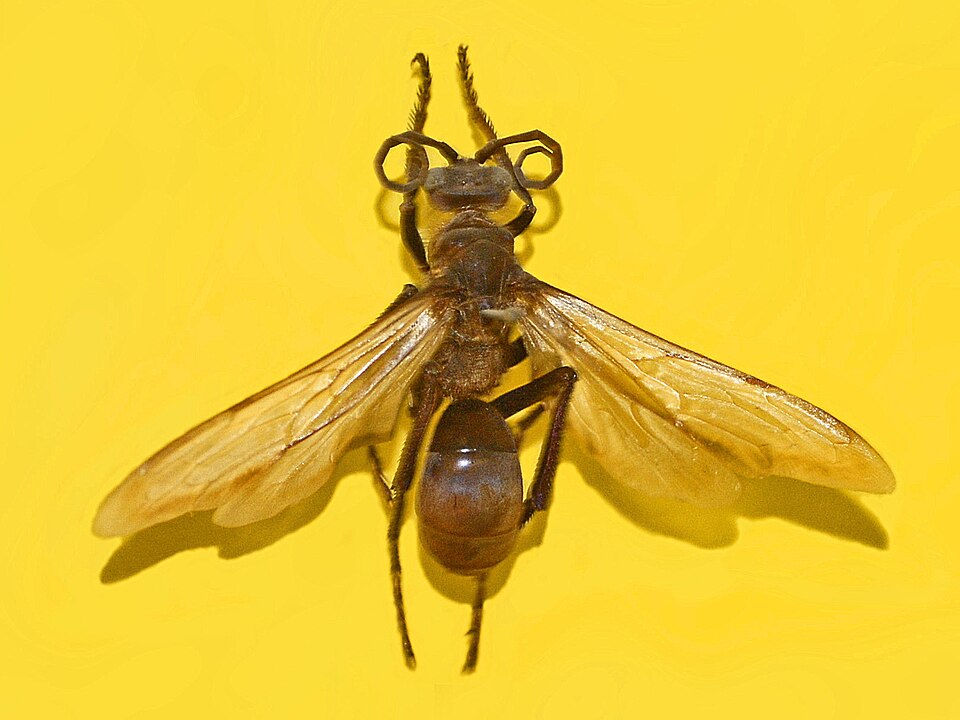 File:Pompilidae - Pepsis albocincta.JPG