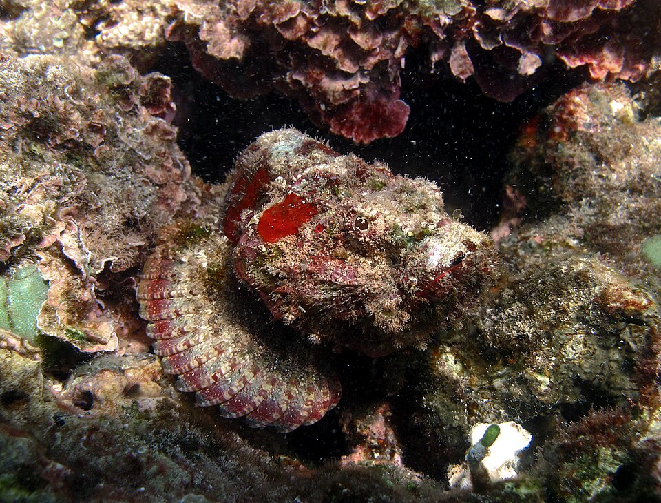 File:Scorpaenopsis gibbosa Réunion.jpg