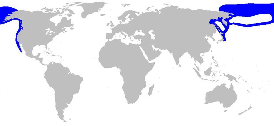 File:Somniosus pacificus distmap.png