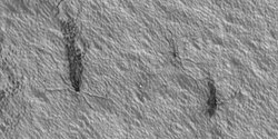 Plumes and spiders, as seen by HiRISE under HiWish program
