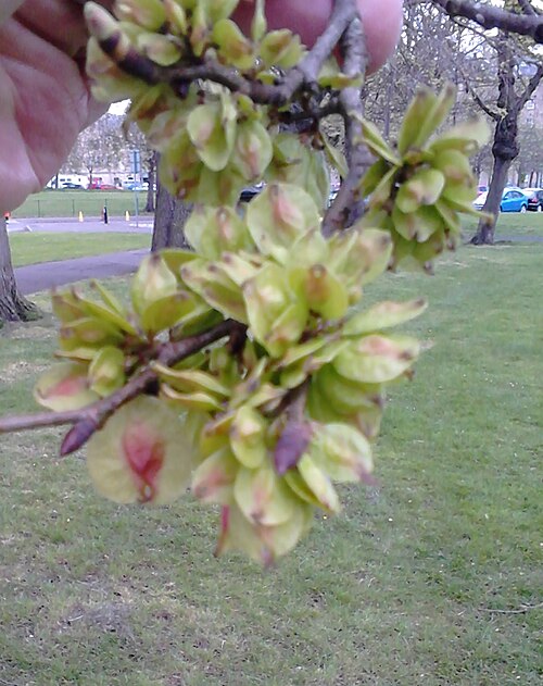 File:AZ0001 Ulmus. Duncan Place (03).jpg