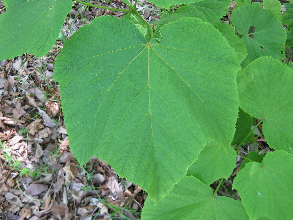 File:Acer nipponicum1.jpg