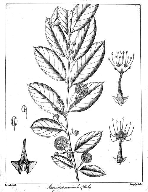 File:Anogeissus acuminata Govindoo.jpg