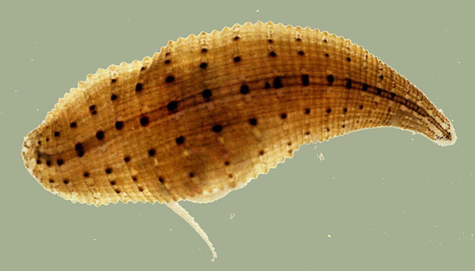 File:Europäischer-Platt-Egel cropped.jpg