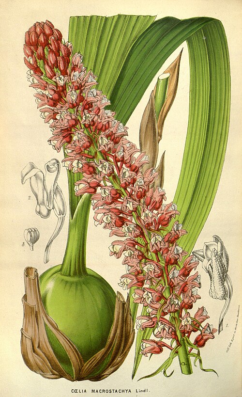 File:Flore des Serres v09 113a.jpg