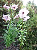 Full plant