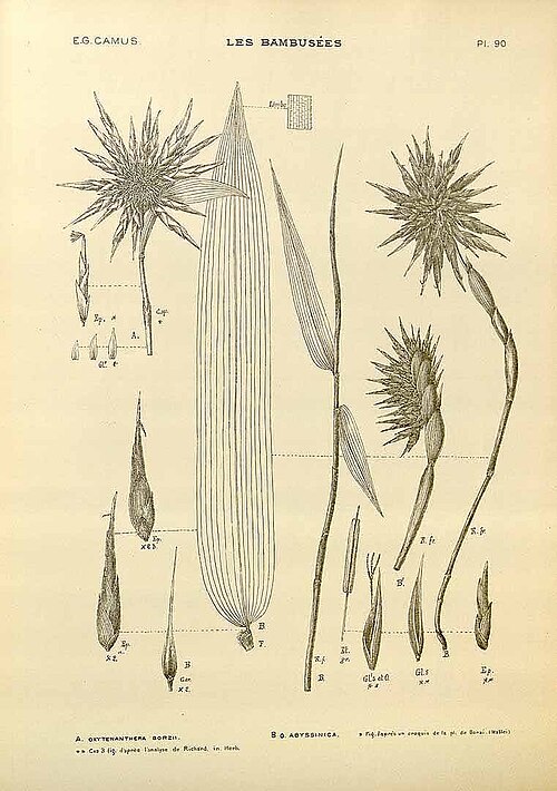 File:Oxytenanthera abyssinica00.jpg