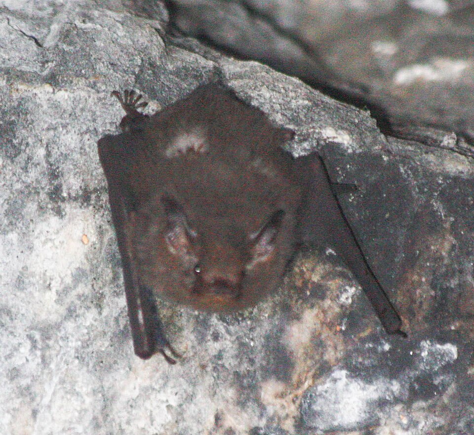 File:Paremballonura atrata.jpg