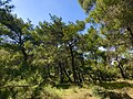 Forest in Yamanlardağı Nature Park, Karşıyaka, İzmir, Turkey