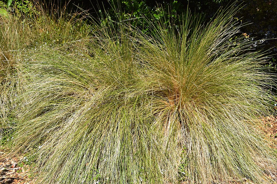 File:Poa cita.jpg