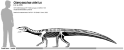 Qianosuchus skeletal