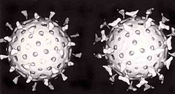 A computer reconstruction based on cryo-electron micrographs of a rotavirus particle (A) and a rotavirus particle reacted with a monoclonal antibody (B)