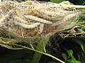 Larvae in web