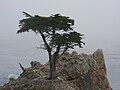 The Lone Cypress (Cupressus macrocarpa)