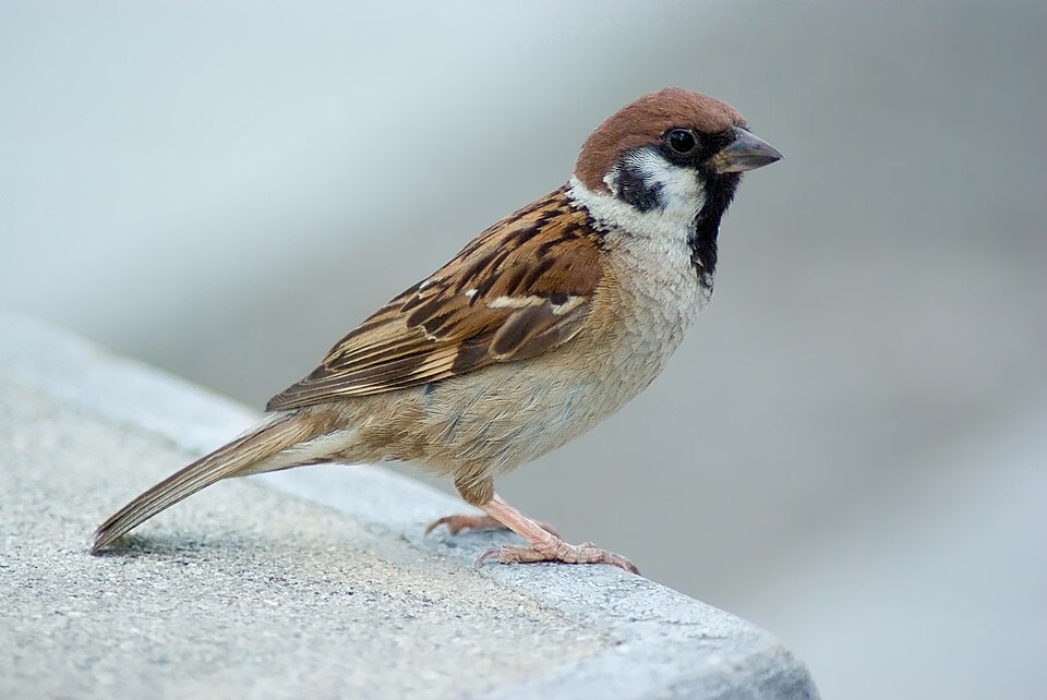 File:Tree Sparrow August 2007 Osaka Japan.jpg