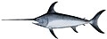 Swordfish slash with their swords.