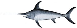 Swordfish, most commercially fished billfish