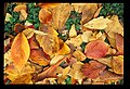 芝離宮の落葉(その4)