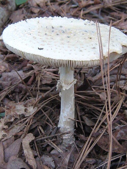 File:Amanita cokeri 52268.jpg