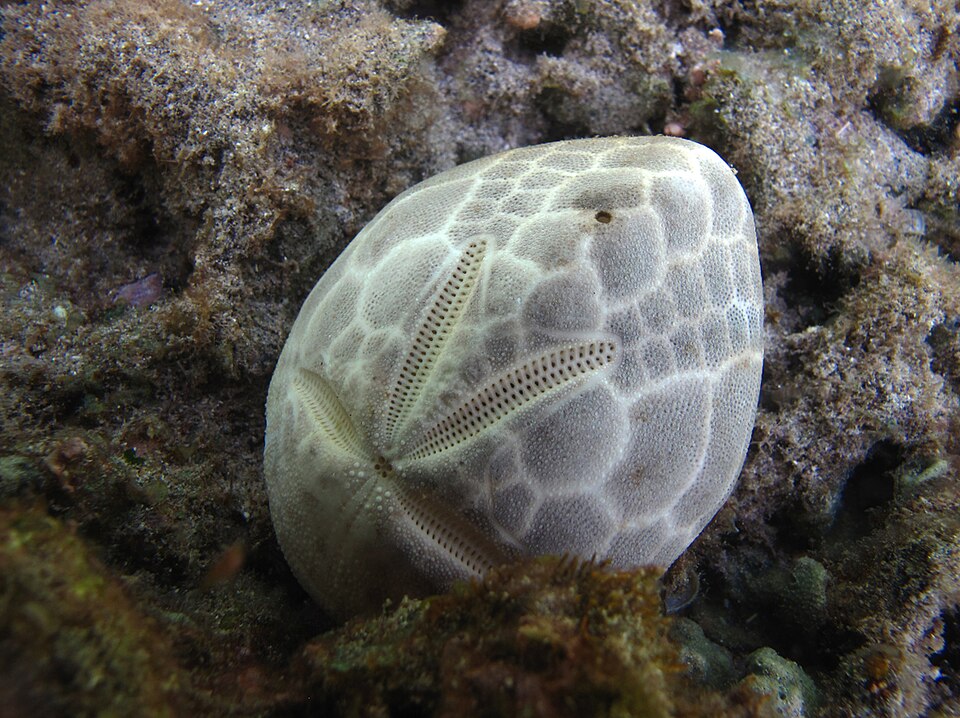 File:Brissus latecarinatus (test prédaté).jpg