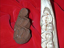 An extinct giant giraffe molar (left) from Coopers Cave compared in size to a large adult male giraffe tooth still in the mandible (right)