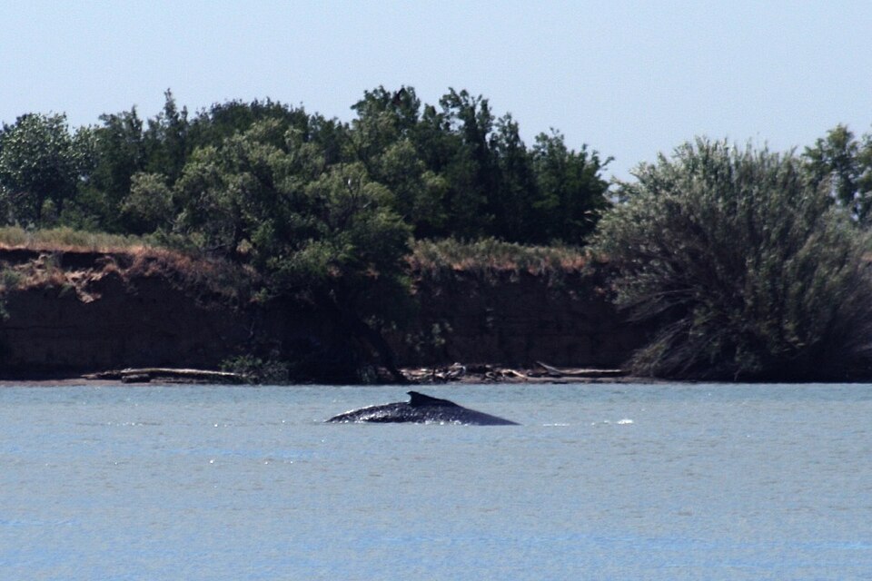 File:Delta the whale.jpg