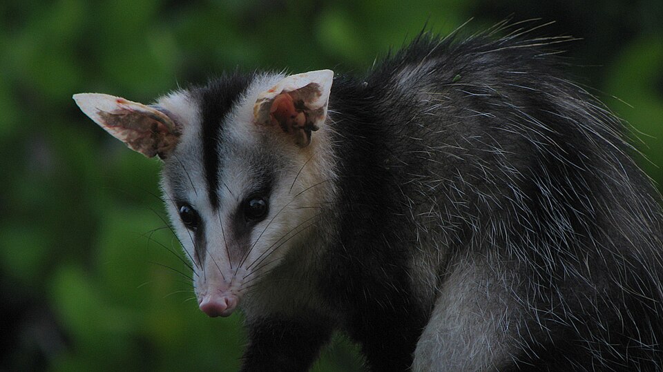 File:Didelphis albiventris (Lund, 1840) (3453285470).jpg