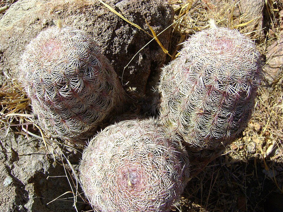 File:Echinocereus pectinatus (5729443633).jpg