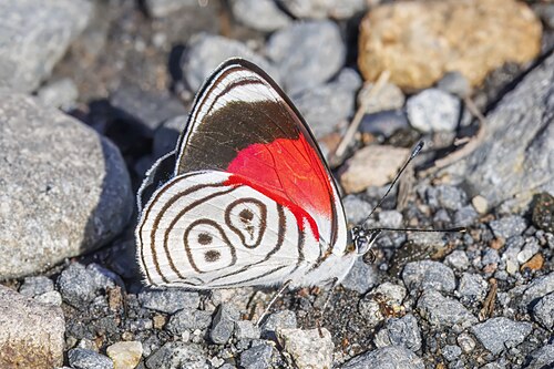 Eluina eighty-eight Diaethria eluina Ecuador