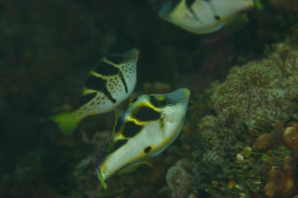 File:Filefish and toby 9341.jpg