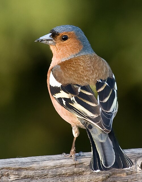 File:Fringilla coelebs male edit 3.jpg