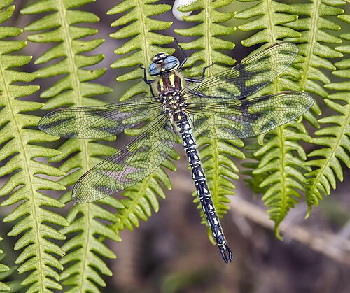 Hairy dragonfly, by Charlesjsharp