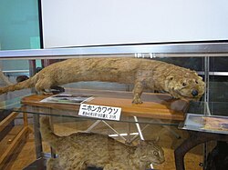 A stuffed otter.