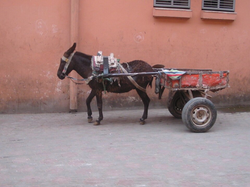 File:Mule in Morocco.JPG
