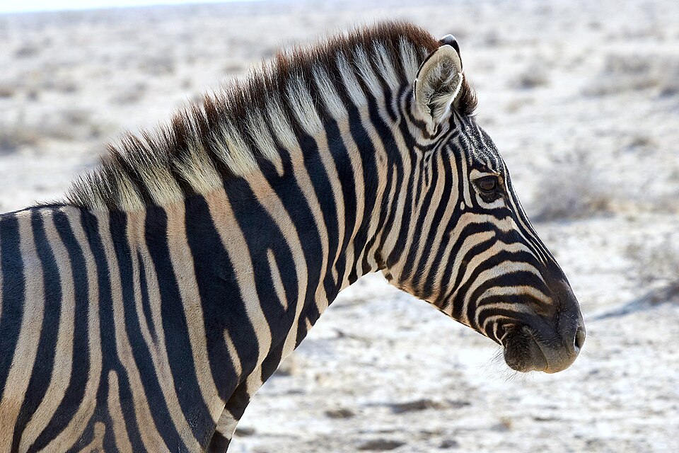 File:Plains Zebra Head 2019-07-25.jpg