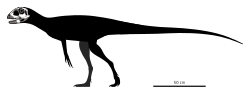 Skeletal