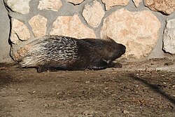 Brown and white porcupine